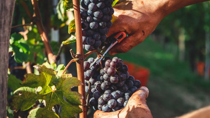 vin france